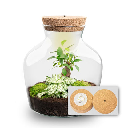 Little Joe - Terrarium With Light - Bottle Garden Diy Kit - Ø 20 Cm ↑ 22 Cm - Afanaya