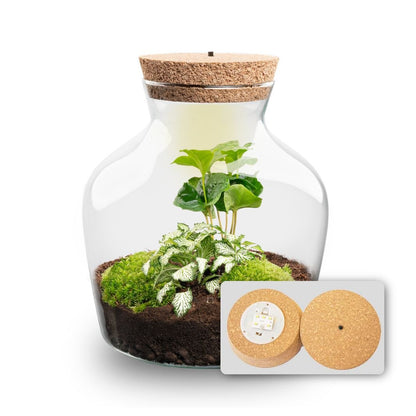 Little Joe - Terrarium With Light - Bottle Garden Diy Kit - Ø 20 Cm ↑ 22 Cm - Afanaya