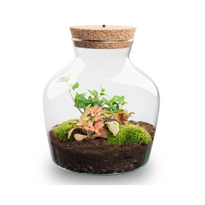Little Joe - Terrarium With Light - Bottle Garden Diy Kit - Ø 20 Cm ↑ 22 Cm - Afanaya