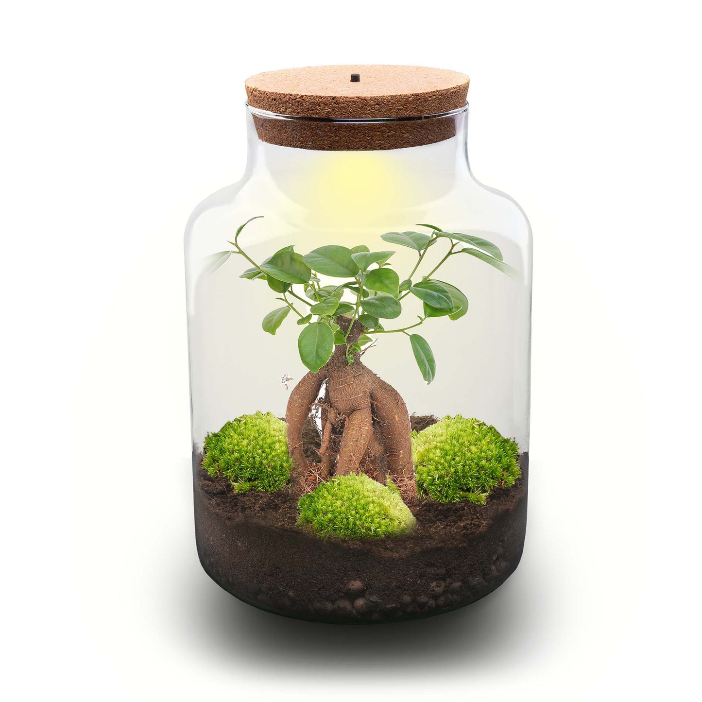 Milky Bonsai - Terrarium - Bottle Garden Diy Kit - Ø 21 Cm ↑ 30 Cm - Afanaya