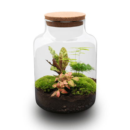 Milky - Terrarium - Bottle Garden Diy Kit - Ø 21 Cm ↑ 30 Cm - Afanaya