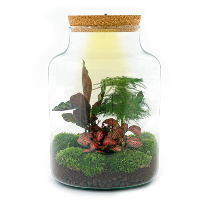 Milky - Terrarium - Bottle Garden Diy Kit - Ø 21 Cm ↑ 30 Cm - Afanaya