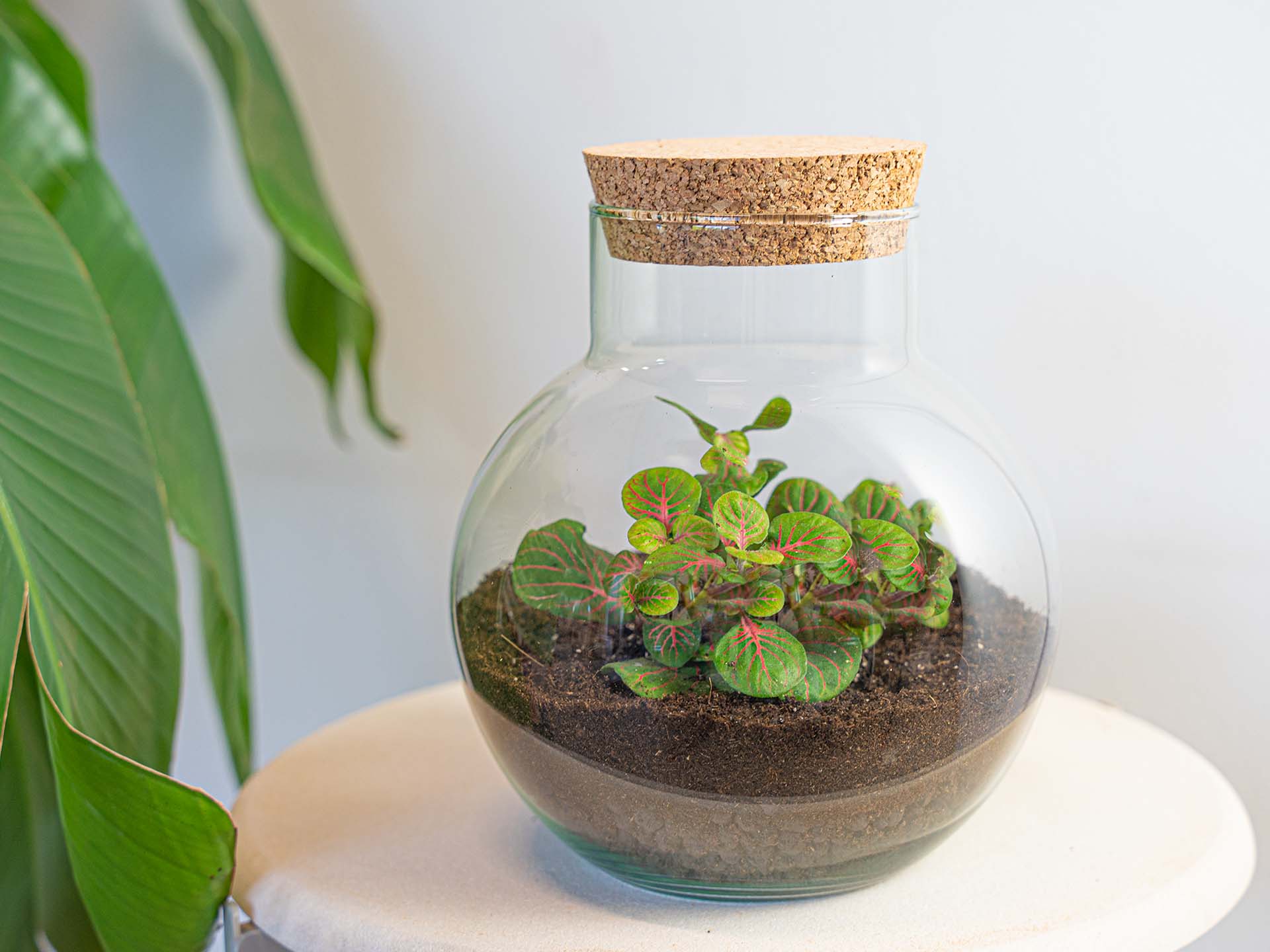 Noah Terrarium DIY Kit – 20 cm Glass Jar with Plants & Accessories - Afanaya