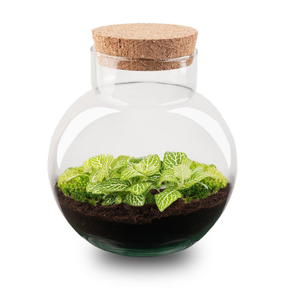 Noah Terrarium DIY Kit – 20 cm Glass Jar with Plants & Accessories - Afanaya