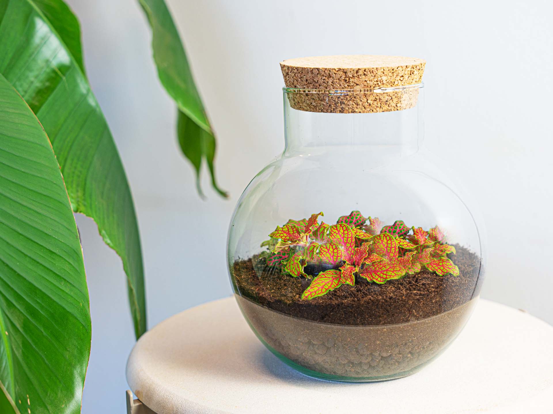 Noah Terrarium DIY Kit – 20 cm Glass Jar with Plants & Accessories - Afanaya