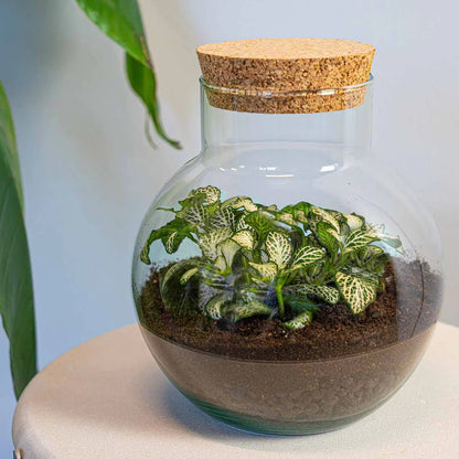 Noah Terrarium DIY Kit – 20 cm Glass Jar with Plants & Accessories - Afanaya