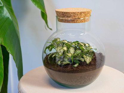 Noah Terrarium DIY Kit – Self - Sustaining Bottle Garden 18.5×19cm - Afanaya