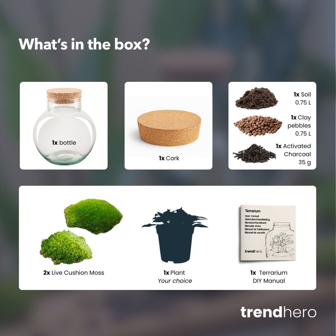 Noah Terrarium DIY Kit – Self - Sustaining Bottle Garden 18.5×19cm - Afanaya