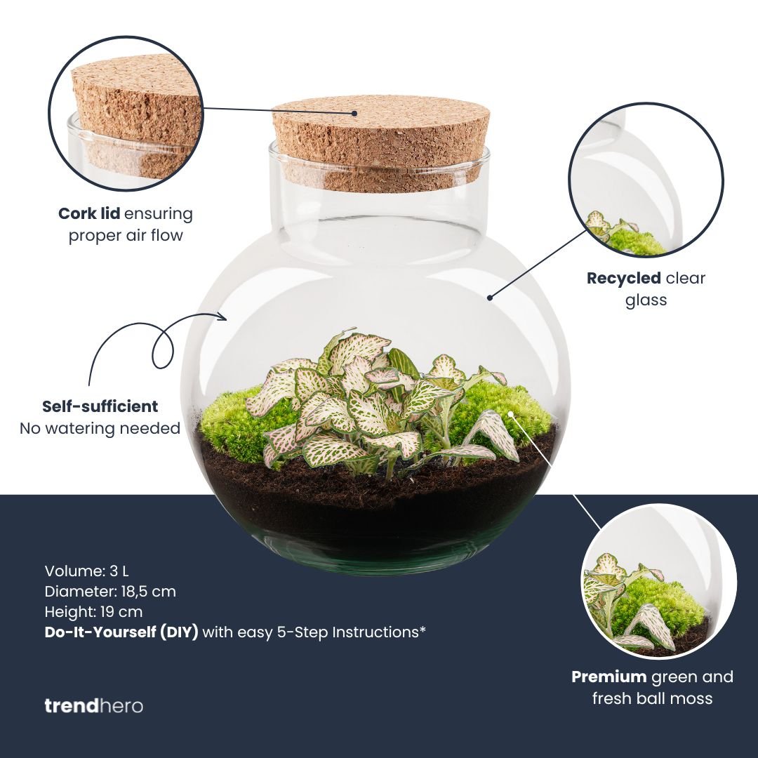 Noah Terrarium DIY Kit – Self - Sustaining Bottle Garden 18.5×19cm - Afanaya