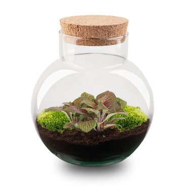 Noah Terrarium DIY Kit – Self - Sustaining Bottle Garden 18.5×19cm - Afanaya