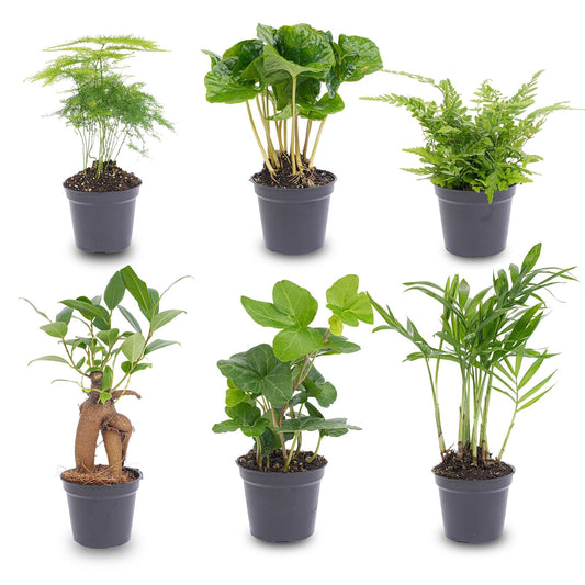 Plant Set of 6 – Baby & Terrarium Green Plants - Afanaya