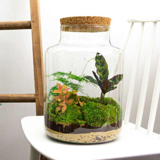 Terrarium DIY Kit Milky Bottle Garden 30 cm Height Indoor Plant Decoration - Afanaya