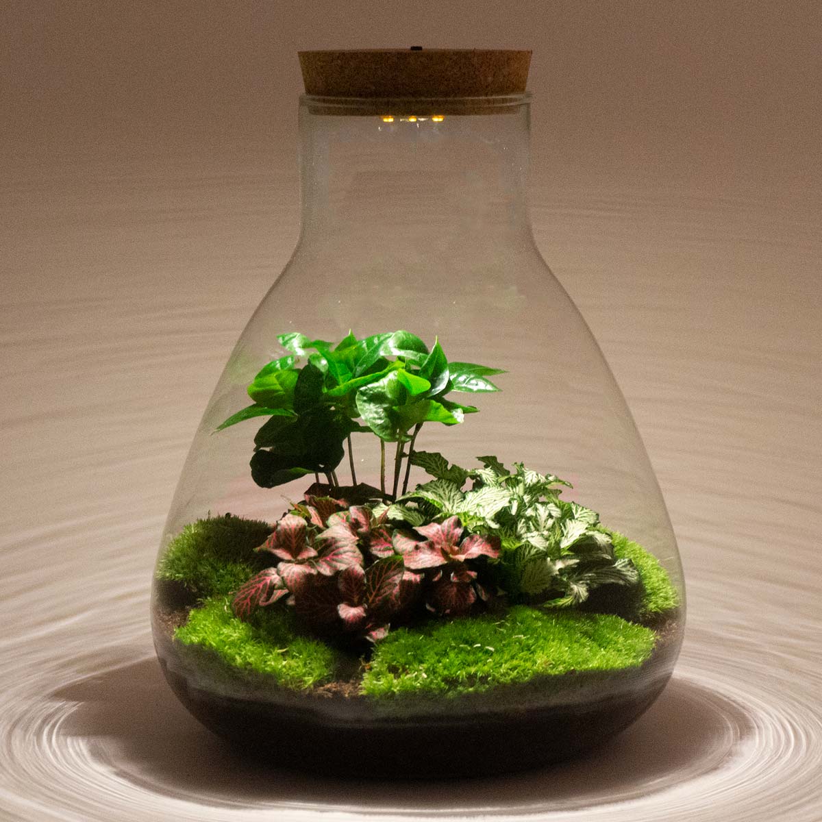 Terrarium DIY Kit Sam with Light 30 cm Glass Bottle Garden with Coffea Plant - Afanaya