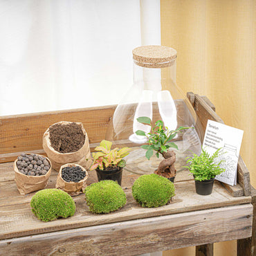 Terrarium DIY Kit – Sam XL Bottle Garden with Bonsai, Fittonia & Fern – 35 cm - Afanaya