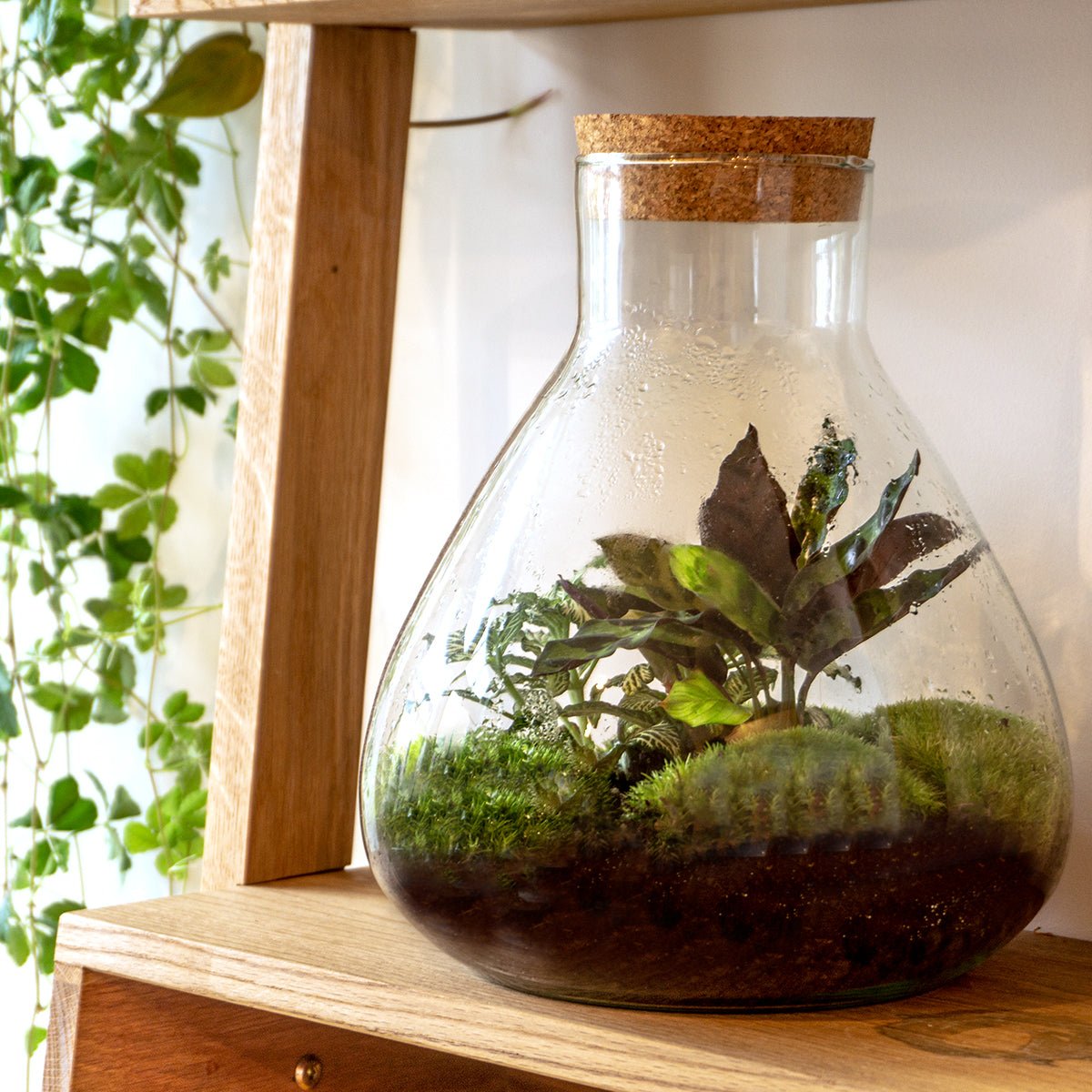 Terrarium DIY Kit Sammie Bottle Garden with Coffea Plant Indoor Green Décor Height 27 cm - Afanaya