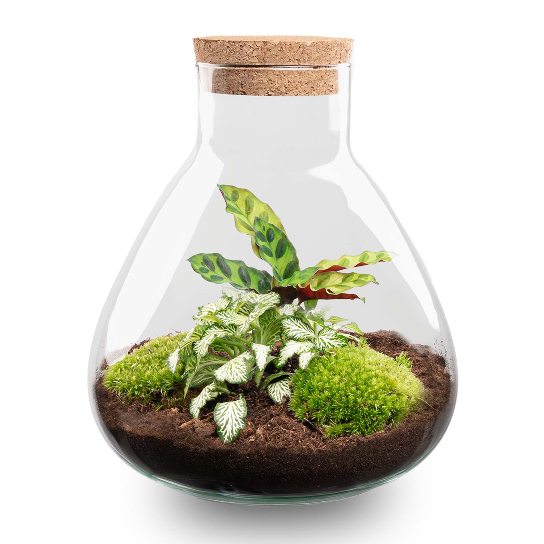 Terrarium DIY Kit Sammie Bottle Garden with Coffea Plant Indoor Green Décor Height 27 cm - Afanaya