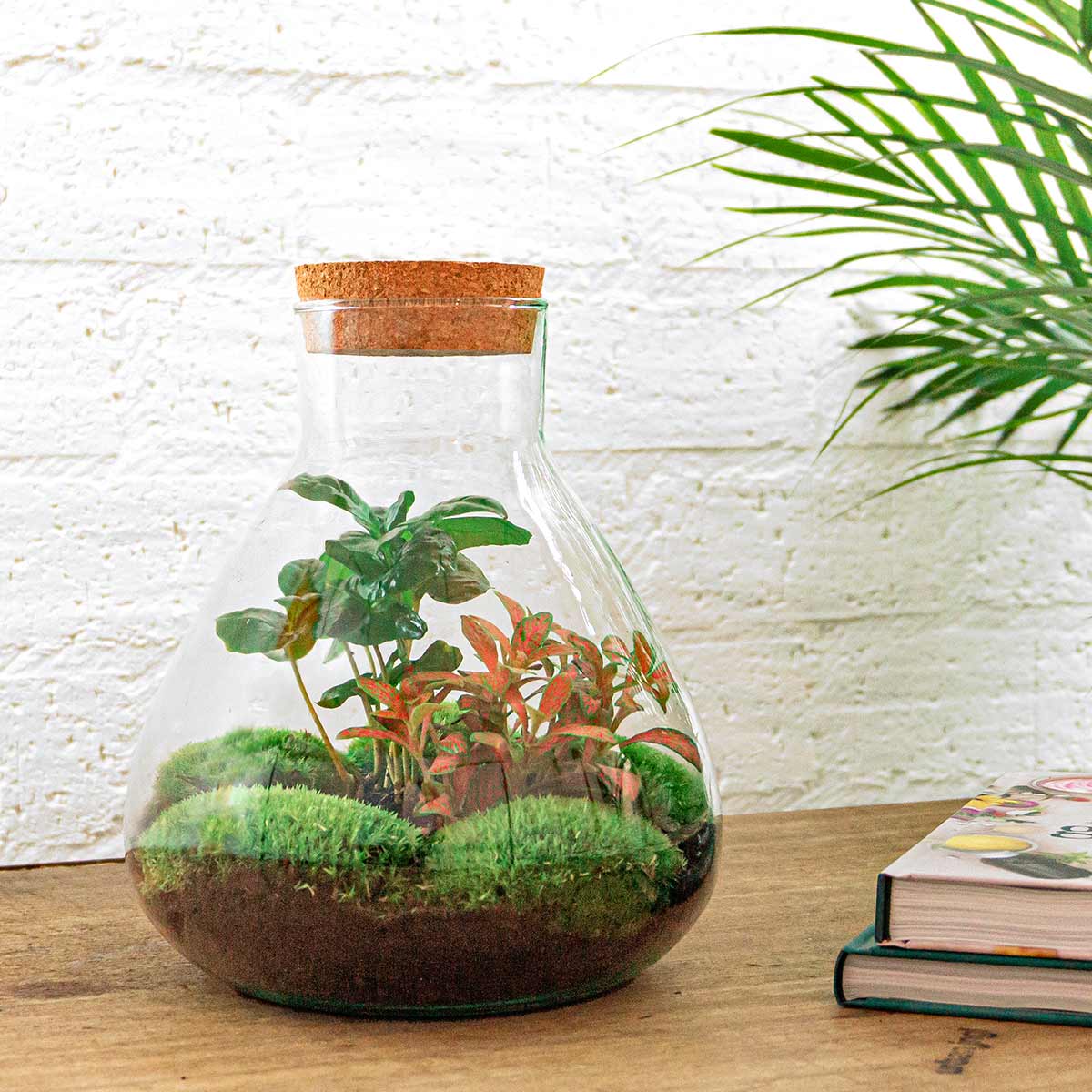 Terrarium DIY Kit Sammie Bottle Garden with Coffea Plant Indoor Green Décor Height 27 cm - Afanaya
