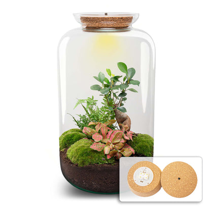 Terrarium DIY Kit Sven Ginseng Bonsai XL Bottle Garden with Light 43cm Tall - Afanaya