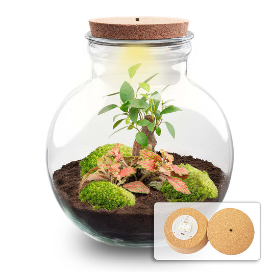 Terrarium DIY Kit Teddy Bottle Garden with Bonsai Elegant Indoor Plant Décor Height 26.5 cm - Afanaya