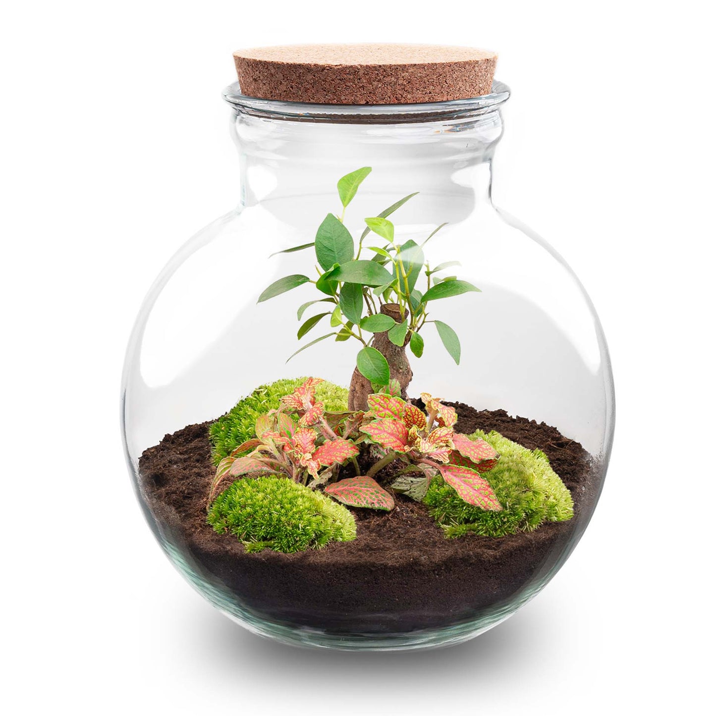Terrarium DIY Kit Teddy Bottle Garden with Bonsai Elegant Indoor Plant Décor Height 26.5 cm - Afanaya